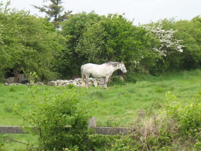 images/ireland-group4_5608